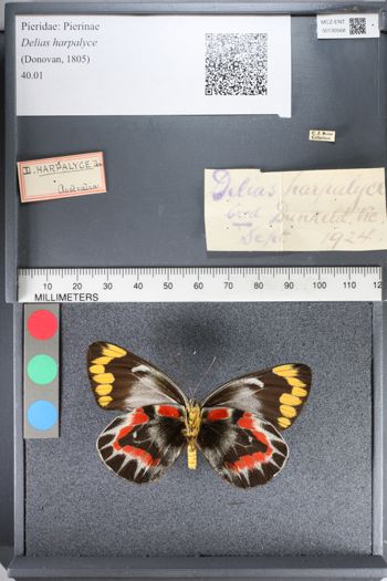 Media type: image;   Entomology 130568